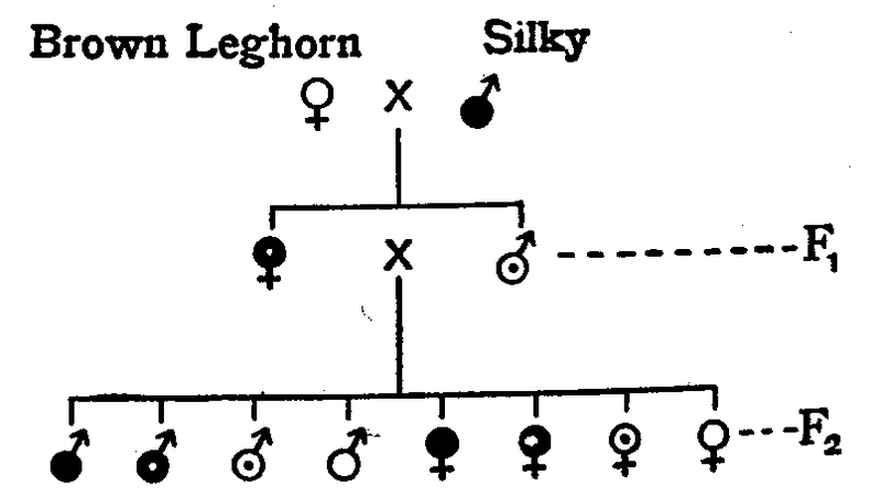 Fig. 20. Results of crossing Brown Leghorn hen × Silky cock.