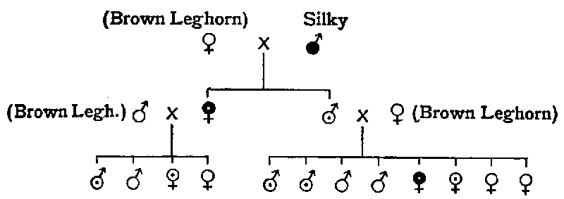 Fig. 21. Result of crossing F_1 birds with Brown Leghorn.