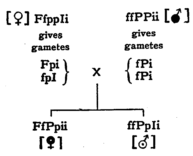 Fig. 23. Scheme of inheritance for Brown Leghorn hen × Silky cock.