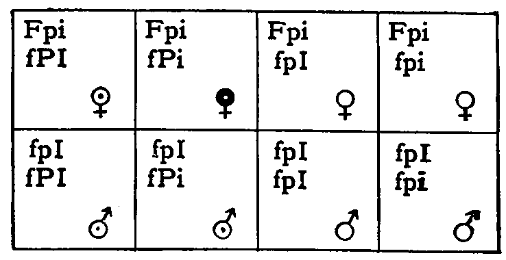 Fig. 24. Scheme of inheritance for Brown Leghorn hen × F_1 cock.