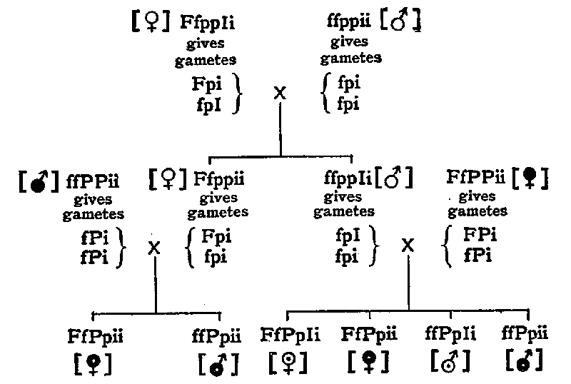 Fig. 25. Scheme showing the heterozygous nature of the pure Brown Leghorn hen.