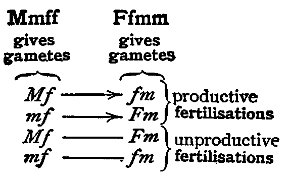 Fertilisations in Drosophila.