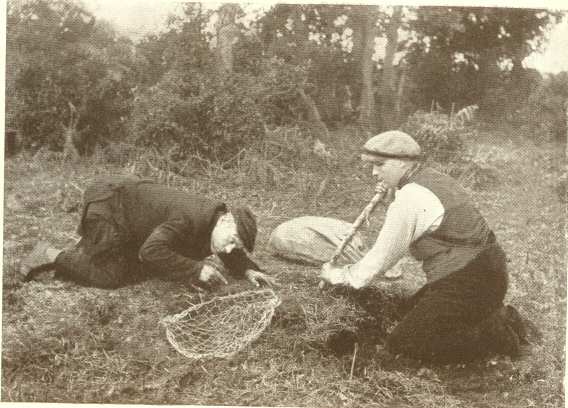 Netting Rabbits. Photo. F. R. Hinkins