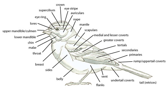 rump/uppertail coverts tail (retrices) primaries secondaries tertials greater coverts medial and lesser coverts scapulars nape crown supercilium eye stripe nape eyering malar upper mandible/culmen lower mandible chin throat breast belly vent sides flanks undertail coverts lores auriculars