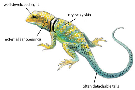 well-developed sight dry, scaly skin external ear openings often detachable tails