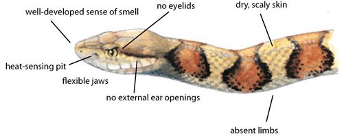 well-developed sense of smell no eyelids dry, scaly skin heat-sensing pit Flexible jaws no external ear openings absent limbs