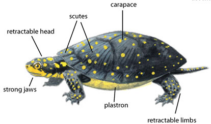 retractable head scutes carapace strong jaws plastron retractable limbs