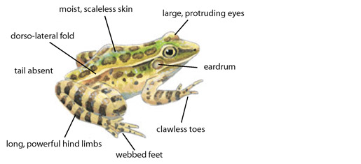 dorso-lateral fold moist, scaleless skin large, protruding eyes tail absent long, powerful hind limbs webbed feet clawless toes eardrum