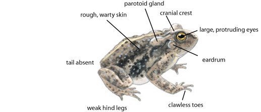 rough, warty skin parotoid gland cranial crest large, protruding eyes tail absent weak hind legs clawless toes eardrum