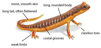 moist, smooth skin clawless toes long tail, often flattened long, rounded body weak limbs costal grooves