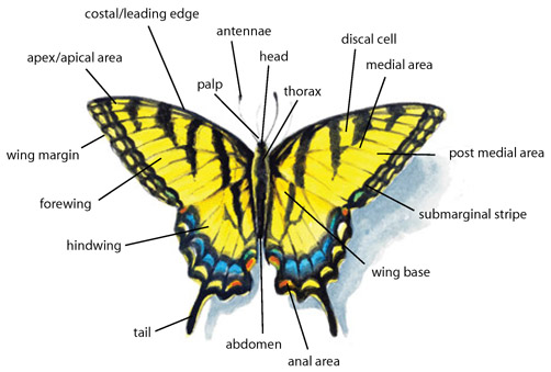 apex/apical area costal/leading edge palp head antennae thorax discal cell medial area post medial area submarginal stripe wing base anal area abdomen tail hindwing forewing wing margin