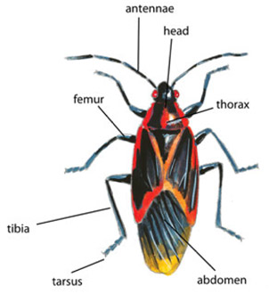 antenna head thorax abdomen tarus tibia femur