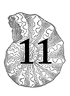 11