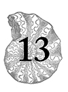 13