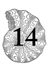 14