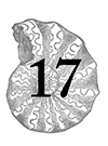 17