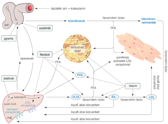 A lipoproteinek transzportja