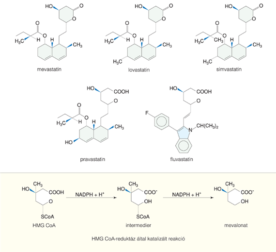 Statinok, HMG-CoA-reduktáz gátlók