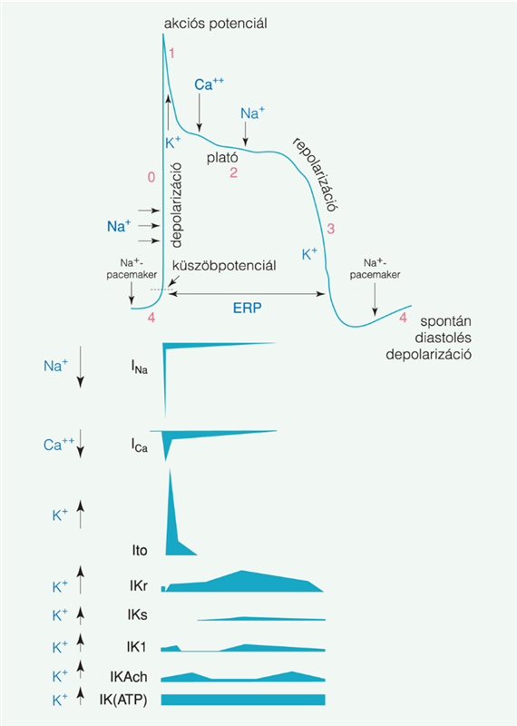 A szívizom elektrofiziológiája és a szívritmuszavarok kialakulásának mechanizmusai