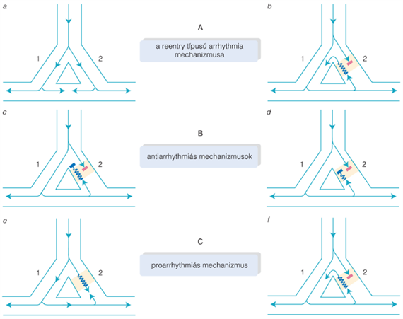 A „reentry” mechanizmus