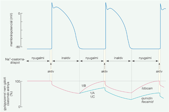 A szívfrekvencia jelentősége az antiaritmiás szerek hatásmódjában