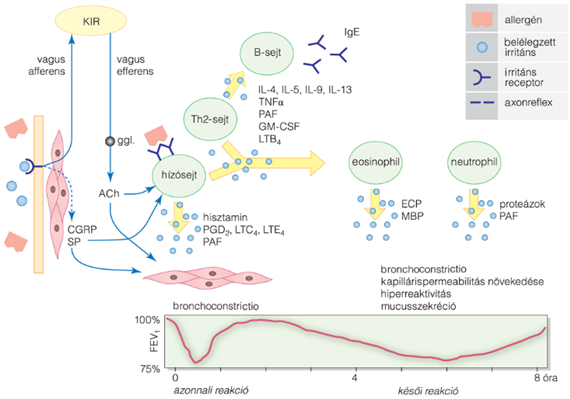 Az asthma bronchiale patogenezise