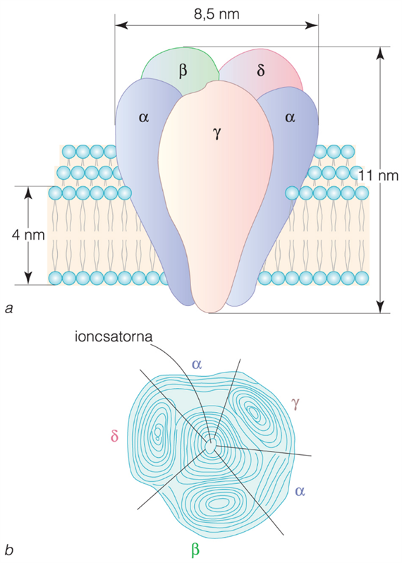 A neuromuscularis szinapszis