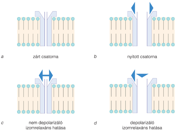 A neuromuscularis szinapszis