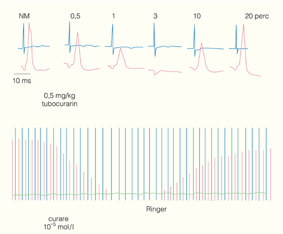 A neuromuscularis transzmisszió bénítói