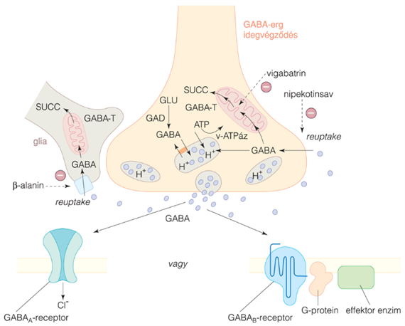 Gátló transzmitterek. Neutrális (monokarboxil-) aminosavak: GABA és glicin