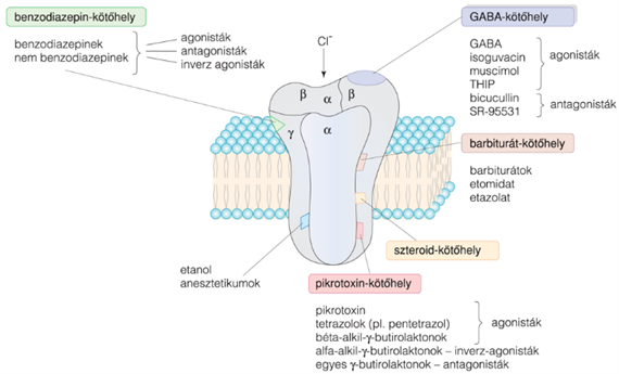 24.1. táblázat GABA- és glicinreceptorok