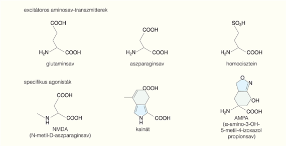 Excitátoros savas (dikarboxil) aminosavak: glutamát és aszpartát