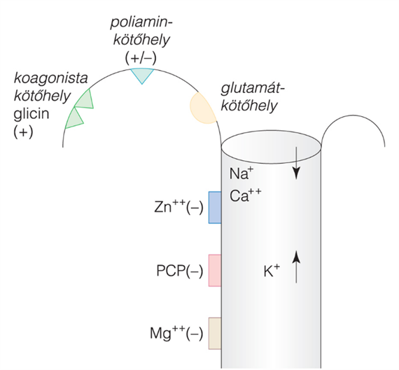 24.2. táblázat Glutamátreceptorok