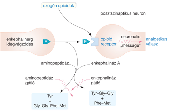 Endomorphinok