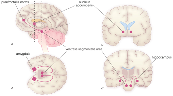 Az abúzus neurobiológiája. A „reward”-elmélet. „Reinforcing”