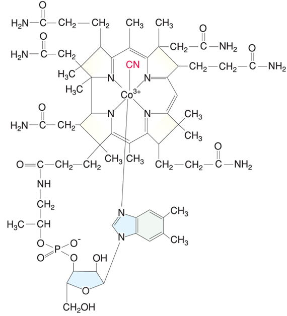 B12-vitamin és folsav