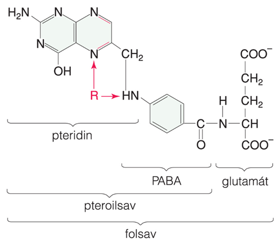 B12-vitamin és folsav