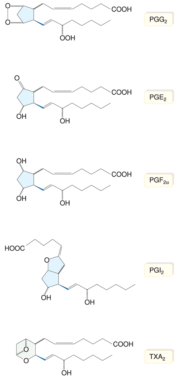Ciklooxigenáz-termékek: prosztanoidok (prosztaglandinok, prosztaciklin és tromboxánok)