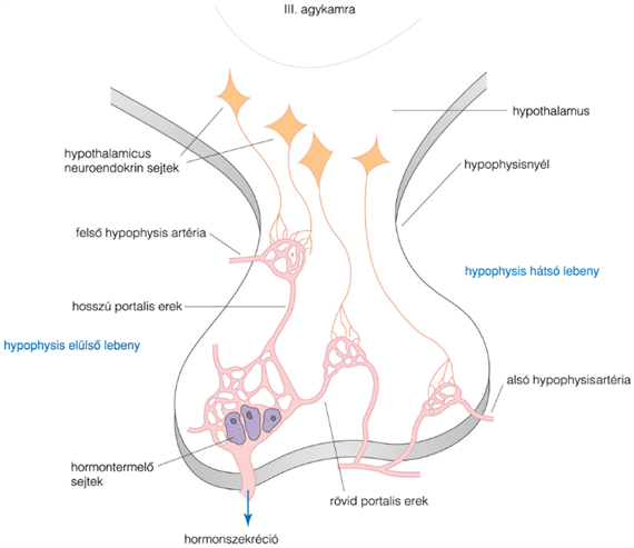 46.1. táblázat Az adenohypophysis-hormonok főbb jellemzői és szabályozása