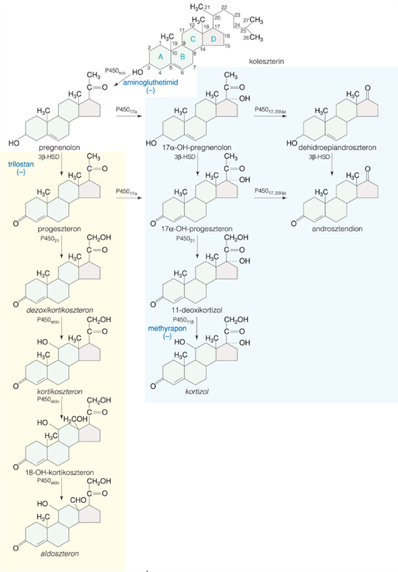A kortikoszteroidok bioszintézise és felszabadulása