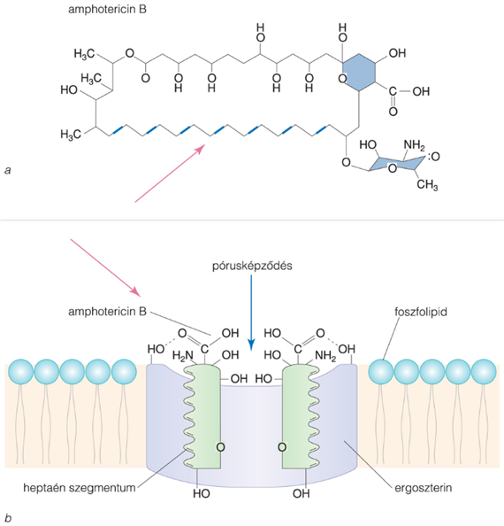 Poliének (makrolid antibiotikumok)