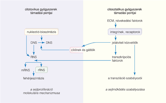 61. A daganatterápia irányelvei és a kemoprevenció