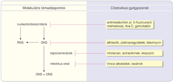 62. Citotoxikus gyógyszerek