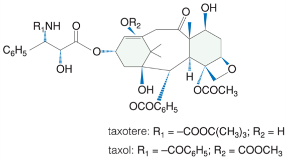 Taxánok (taxol és taxotere)