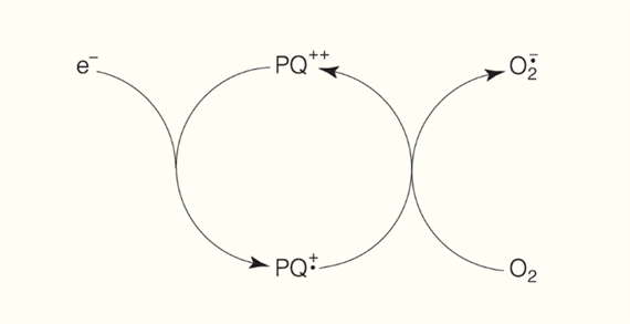 66.1. táblázat Elektrofil metabolitok és az általuk okozott toxikus károsodás