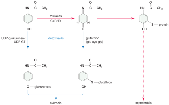 Xenobiotikumok detoxikálása