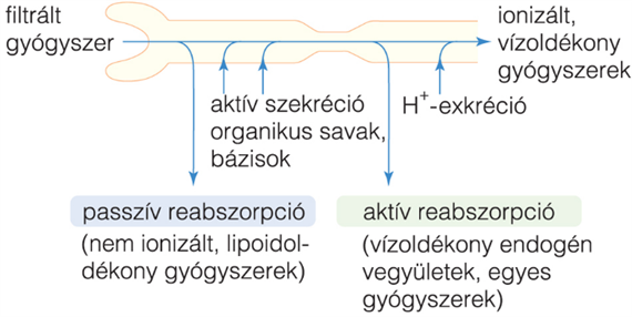 A gyógyszerek kiürülése a vesén keresztül