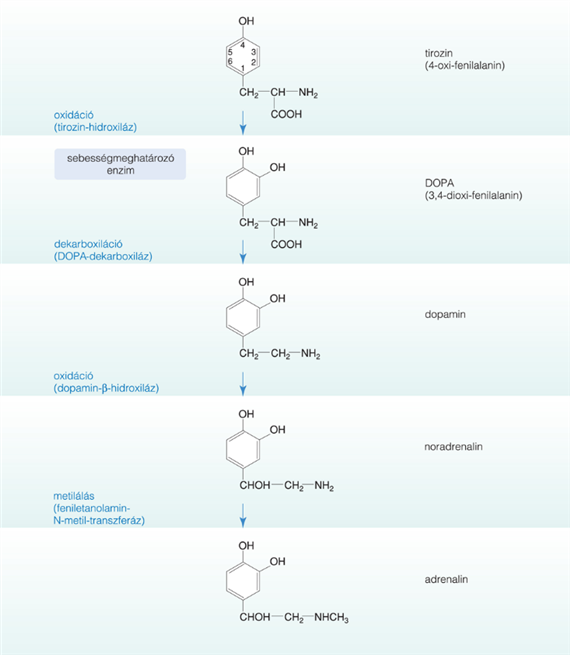A katekolaminok bioszintézise