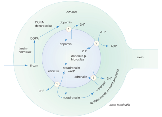 A katekolaminok bioszintézise