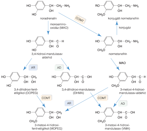 A noradrenalin metabolizmusa